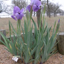Location: north central Texas
Date: 2008-03-28