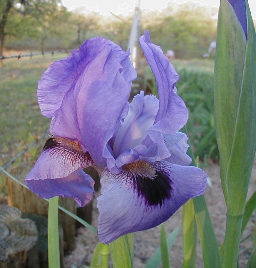 Photo of Arilbred Iris (Iris 'Heimdall') uploaded by needrain