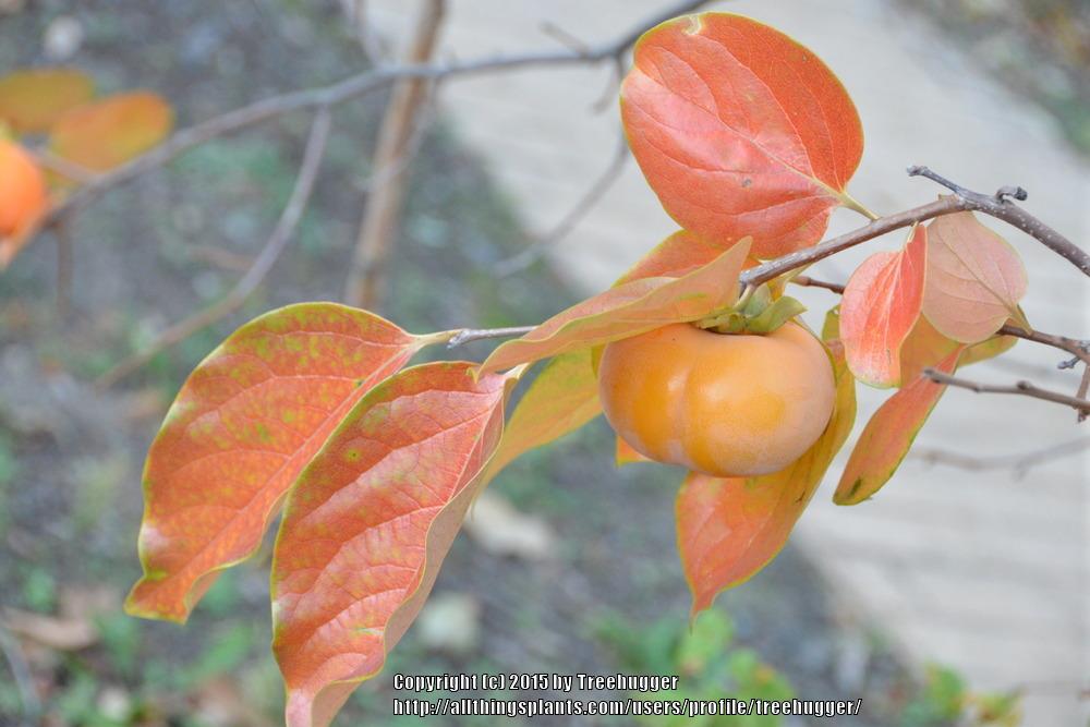 Photo of American Persimmon (Diospyros virginiana) uploaded by treehugger
