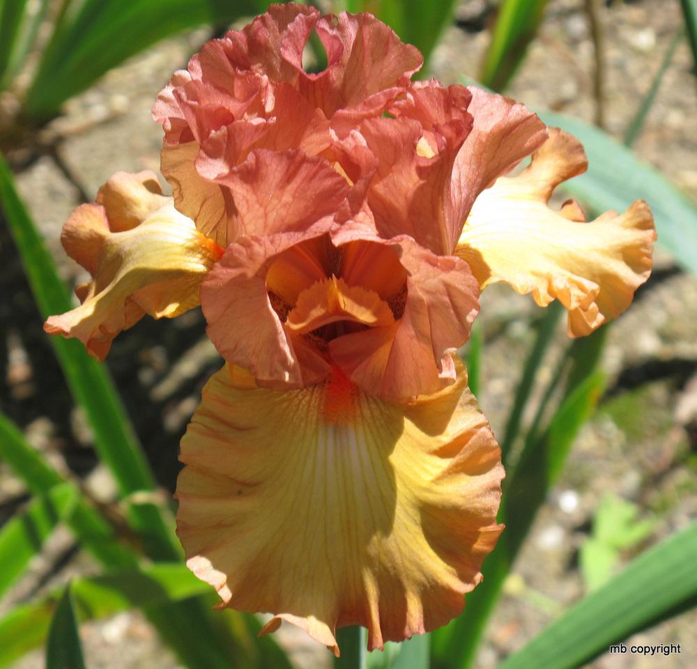 Photo of Tall Bearded Iris (Iris 'Singular Sensation') uploaded by MargieNY