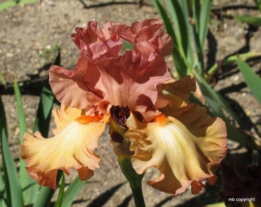 Photo of Tall Bearded Iris (Iris 'Singular Sensation') uploaded by MargieNY
