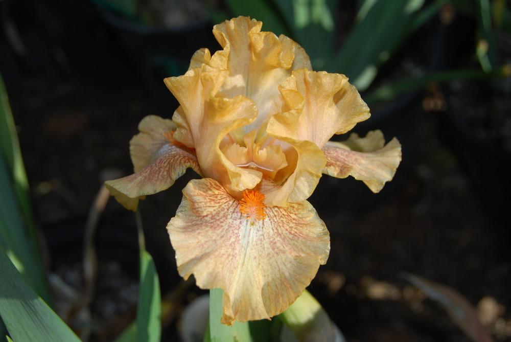 Photo of Intermediate Bearded Iris (Iris 'Persnickety') uploaded by Phillipb2