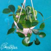 Hoya lucaredenasiana SRQ 3154