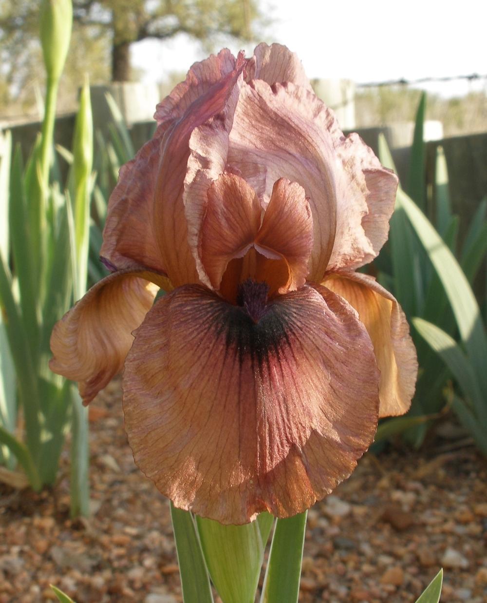 Photo of Arilbred Iris (Iris 'Invention') uploaded by needrain