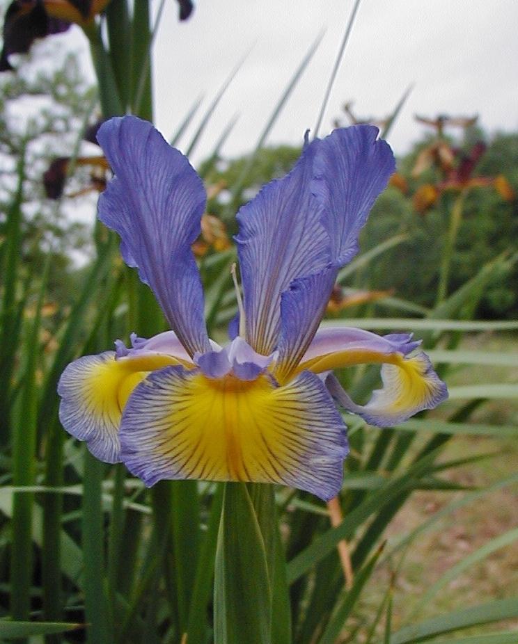 Photo of Spuria Iris (Iris 'Just Reward') uploaded by needrain