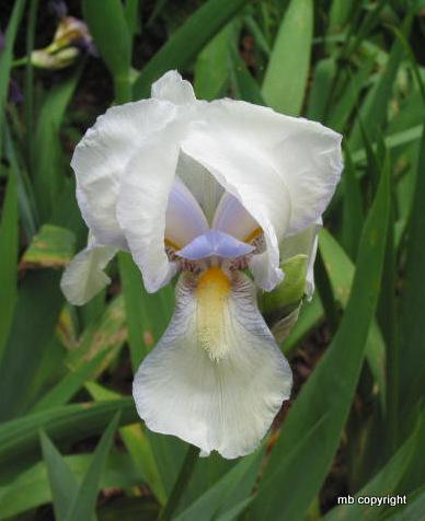 Photo of Tall Bearded Iris (Iris 'Fairy') uploaded by MargieNY