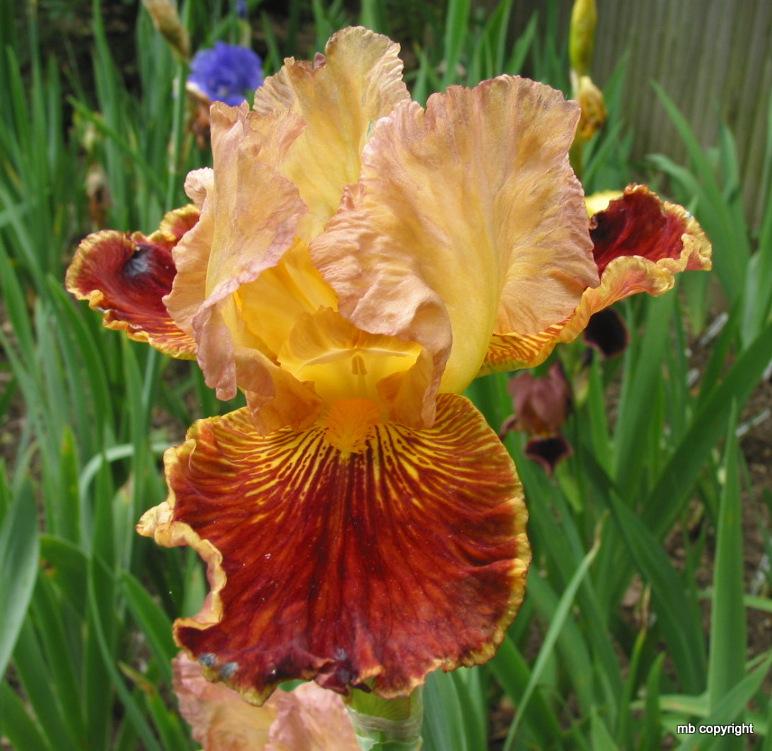 Photo of Tall Bearded Iris (Iris 'Arcimboldo') uploaded by MargieNY