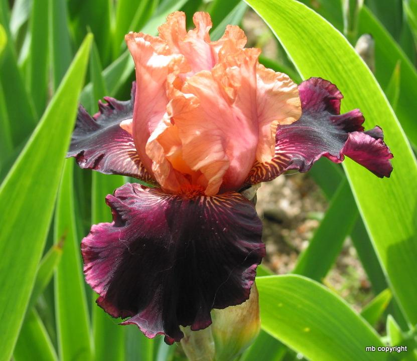 Photo of Border Bearded Iris (Iris 'Sopra il Vulcano') uploaded by MargieNY