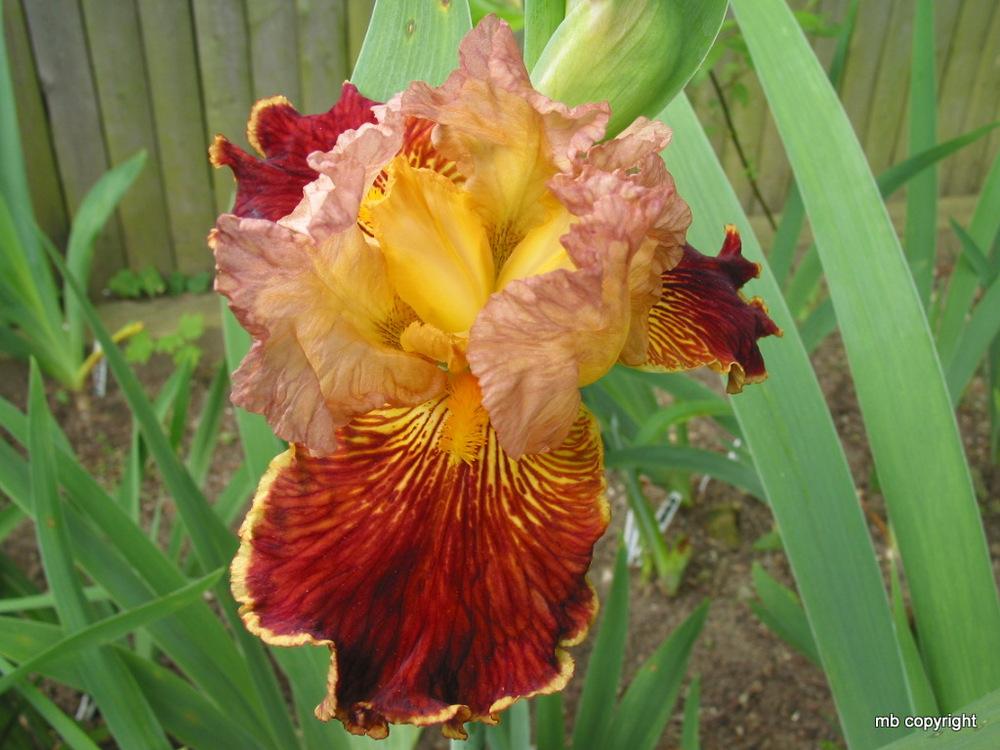 Photo of Tall Bearded Iris (Iris 'Arcimboldo') uploaded by MargieNY
