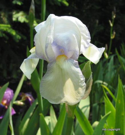 Photo of Tall Bearded Iris (Iris 'Fairy') uploaded by MargieNY