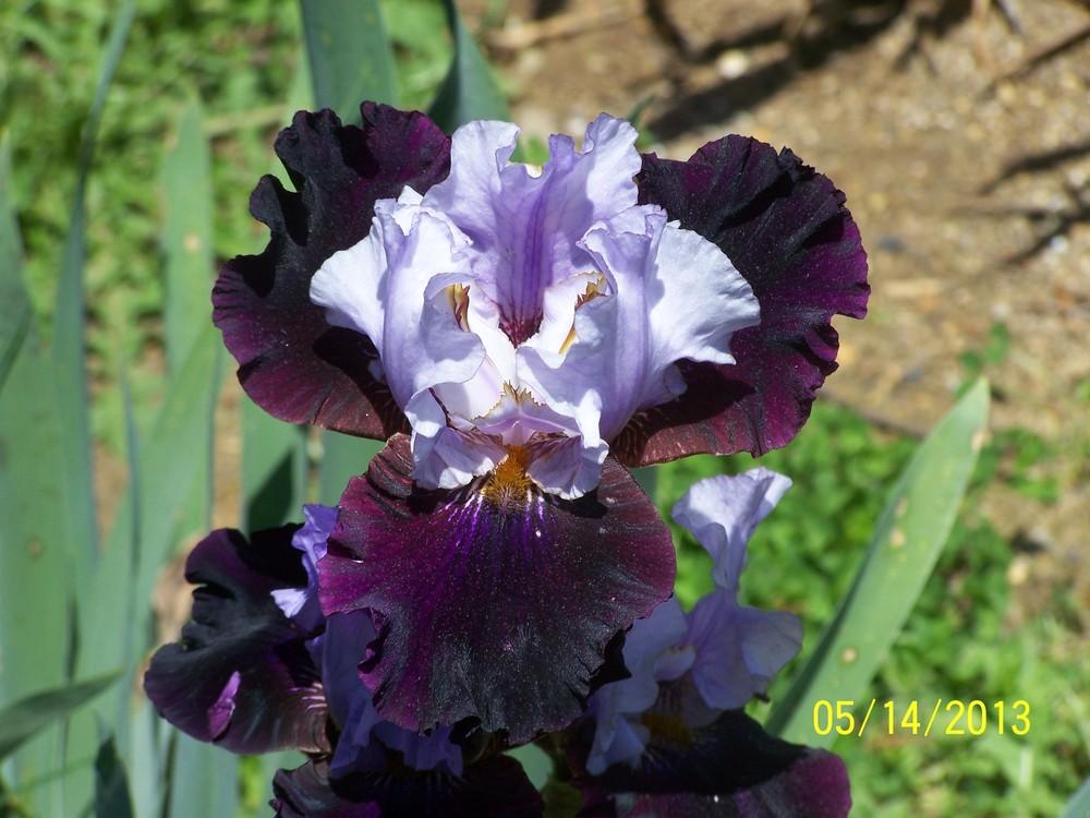 Photo of Tall Bearded Iris (Iris 'Romania, Romania') uploaded by Misawa77