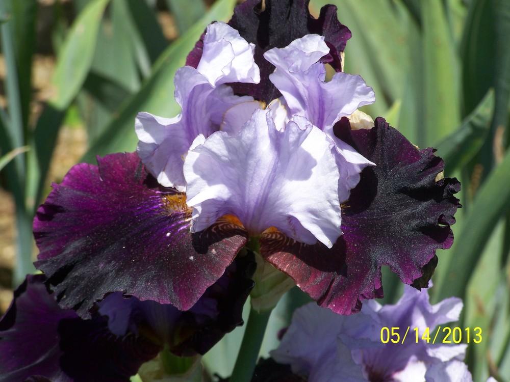 Photo of Tall Bearded Iris (Iris 'Romania, Romania') uploaded by Misawa77