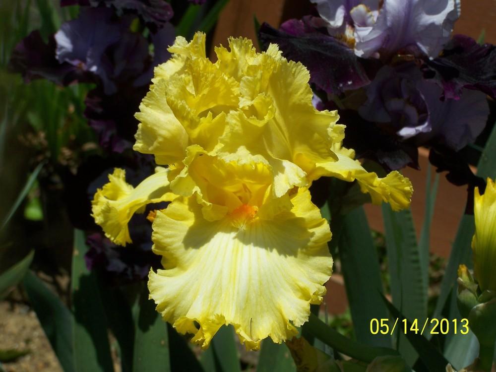 Photo of Tall Bearded Iris (Iris 'Tying Yellow Ribbons') uploaded by Misawa77