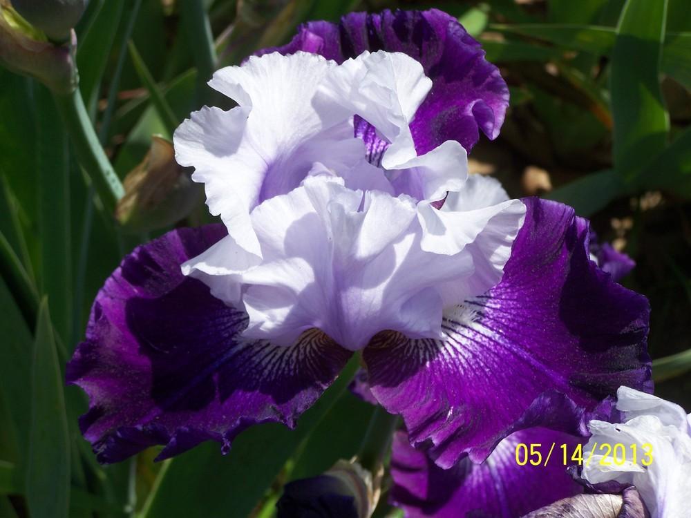 Photo of Tall Bearded Iris (Iris 'Royal Storm') uploaded by Misawa77
