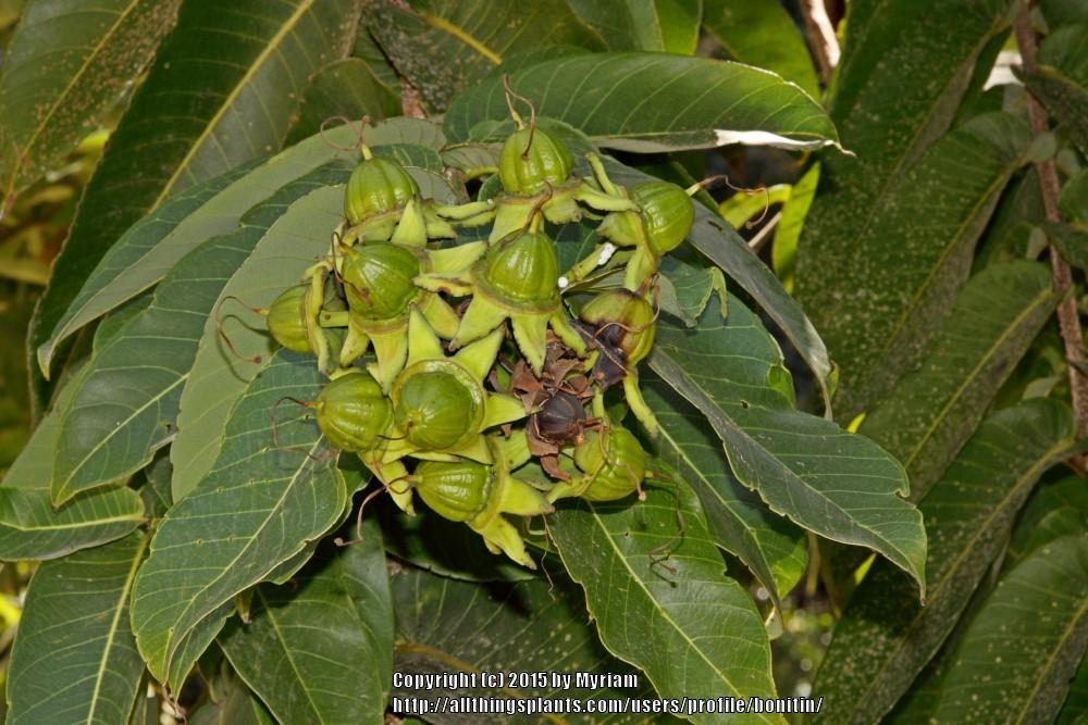 Photo of Duabanga grandiflora uploaded by bonitin