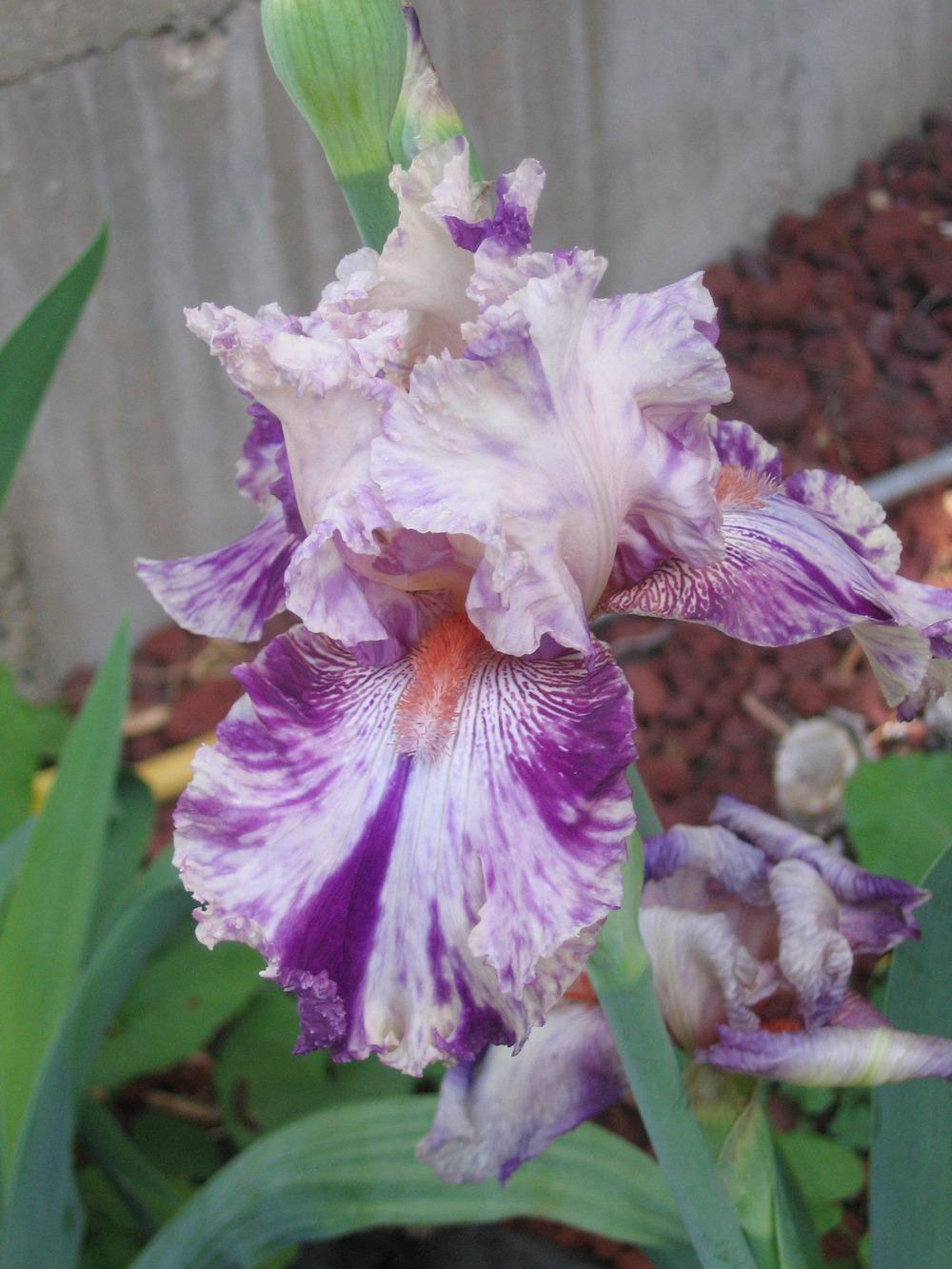 Photo of Tall Bearded Iris (Iris 'Oasis Patches') uploaded by tveguy3