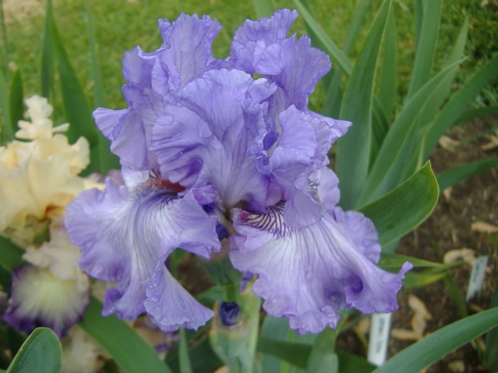 Photo of Tall Bearded Iris (Iris 'Sweet Geisha') uploaded by tveguy3