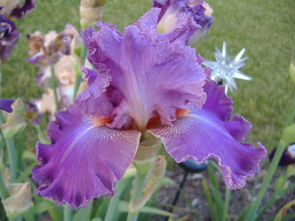 Photo of Tall Bearded Iris (Iris 'Kaligazam') uploaded by tveguy3
