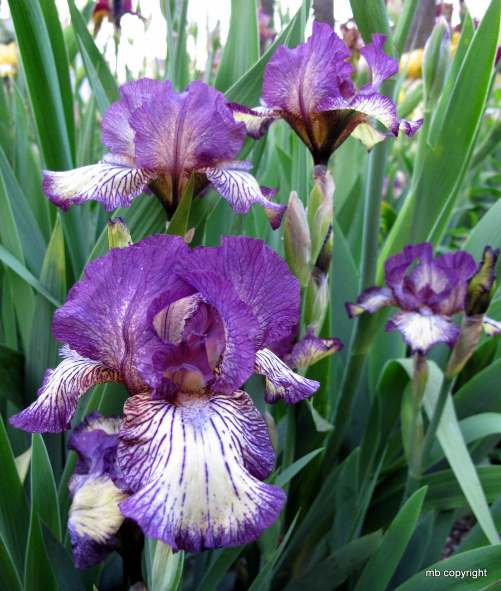 Photo of Intermediate Bearded Iris (Iris 'Gnu Rayz') uploaded by MargieNY