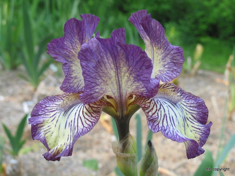 Photo of Intermediate Bearded Iris (Iris 'Gnu Rayz') uploaded by MargieNY