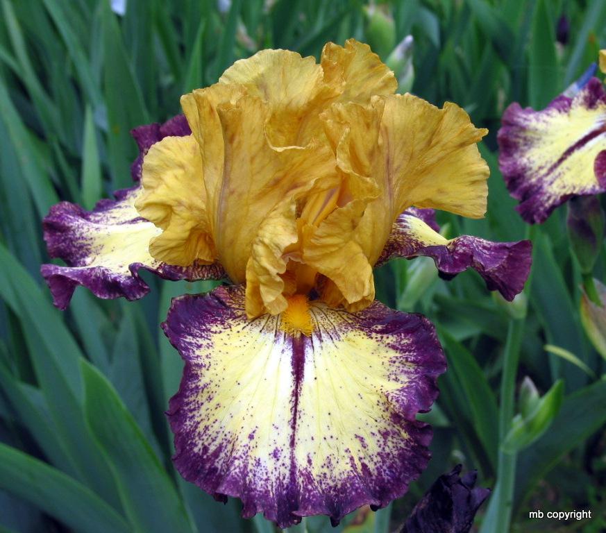 Photo of Tall Bearded Iris (Iris 'Aggressively Forward') uploaded by MargieNY