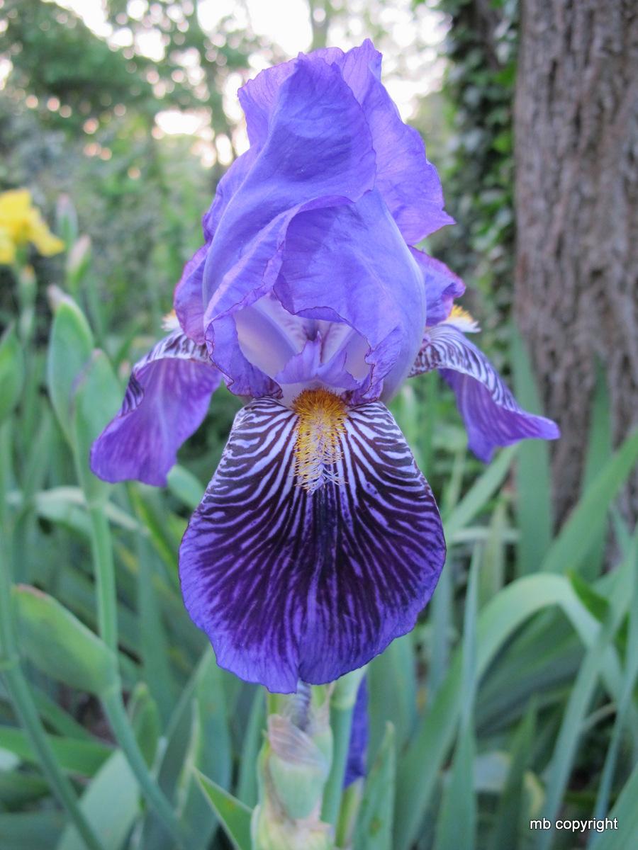 Photo of Tall Bearded Iris (Iris 'Monsignor') uploaded by MargieNY