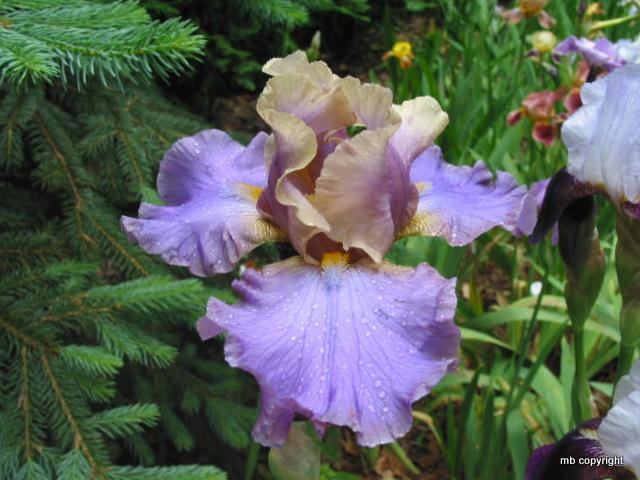 Photo of Tall Bearded Iris (Iris 'Kevin's Theme') uploaded by MargieNY