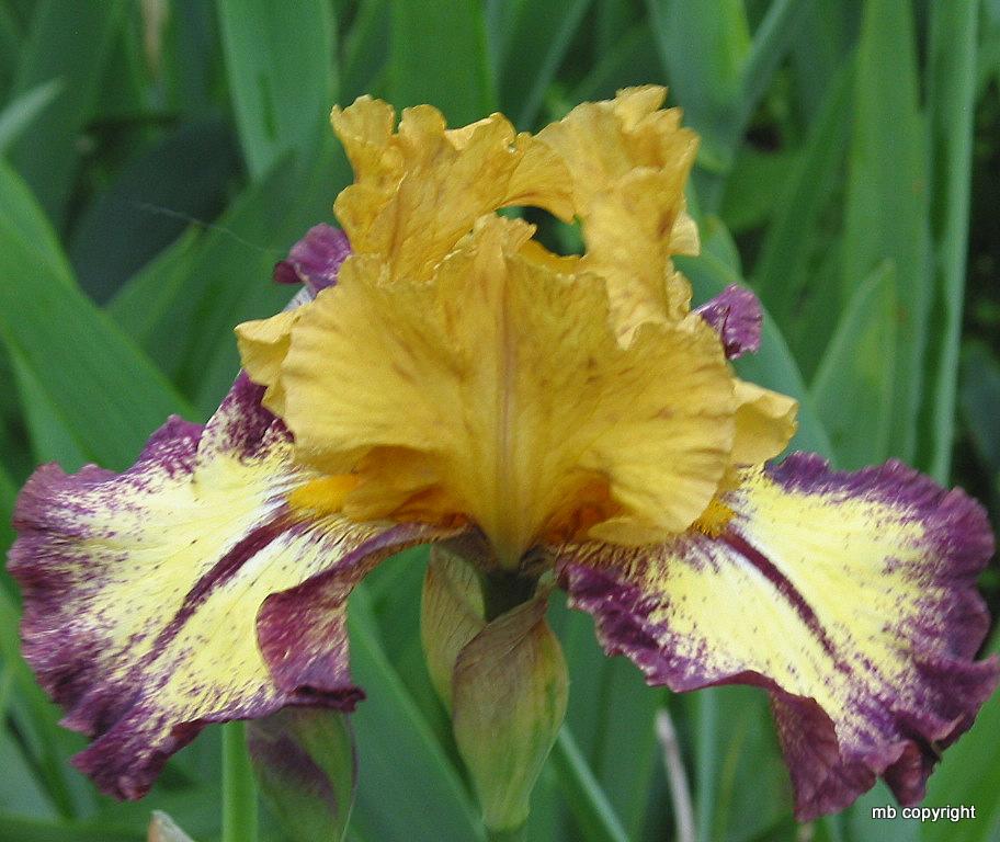 Photo of Tall Bearded Iris (Iris 'Aggressively Forward') uploaded by MargieNY