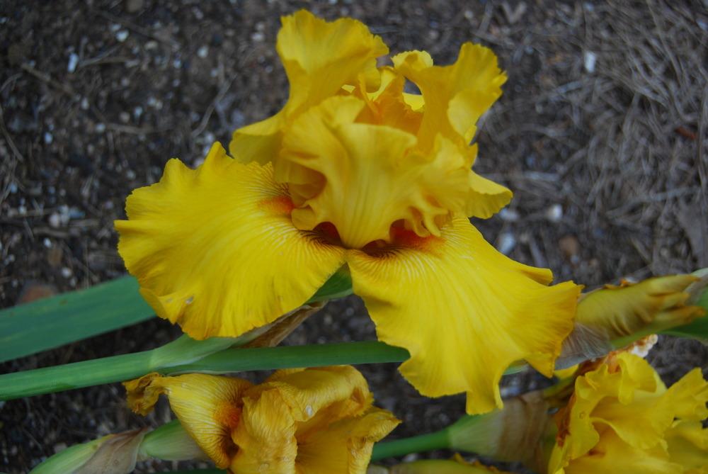Photo of Tall Bearded Iris (Iris 'Bold Gold') uploaded by Phillipb2