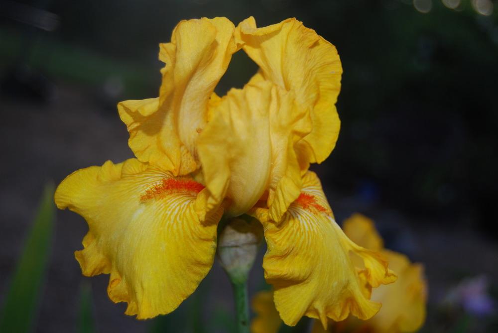 Photo of Tall Bearded Iris (Iris 'Slew o' Gold') uploaded by Phillipb2