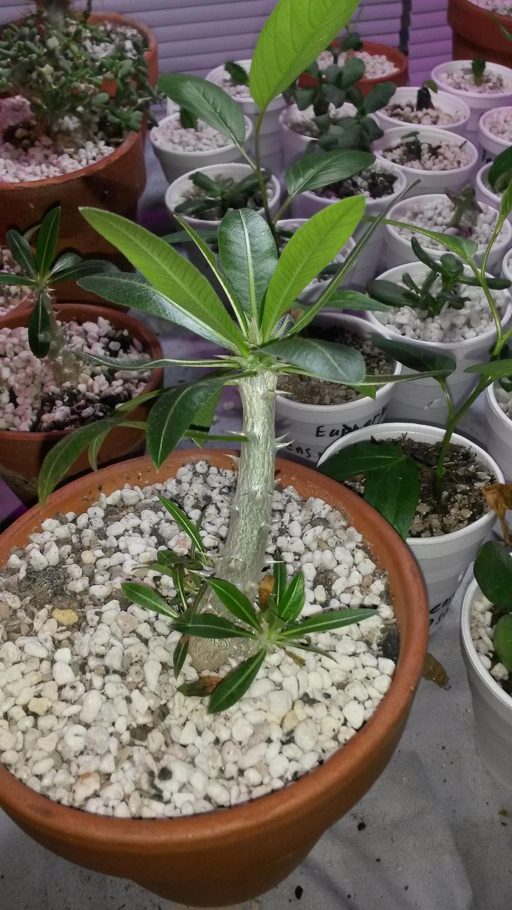 Photo of Pachypodium (Pachypodium densiflorum) uploaded by adamgreen