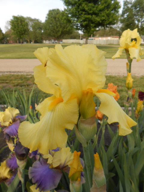 Photo of Tall Bearded Iris (Iris 'Harvest of Memories') uploaded by crowrita1