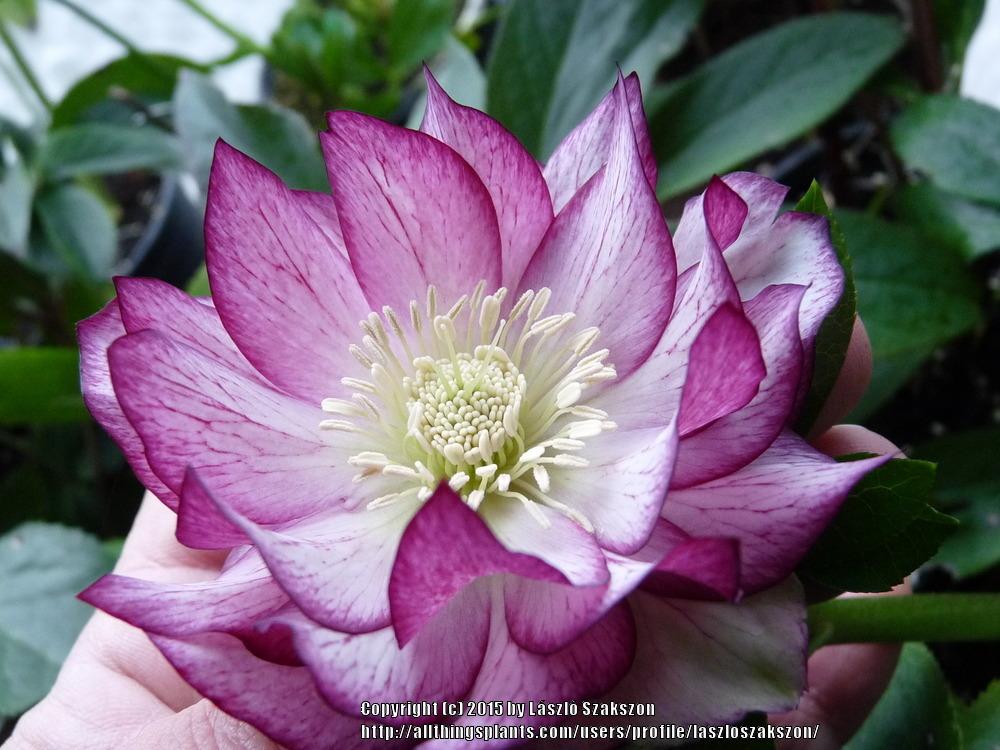 Photo of Lenten Rose (Helleborus x hybridus) uploaded by laszloszakszon