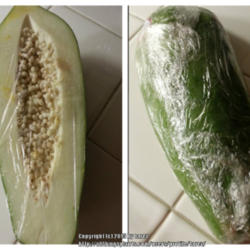 Location: At home - San Joaquin County, CA
Date: 12Feb2015
Store bought green papaya used for cooking.