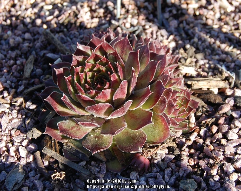 Photo of Hen and Chicks (Sempervivum 'Bloody Mary') uploaded by valleylynn