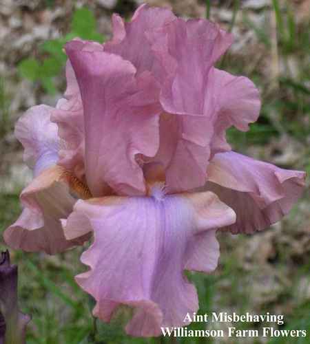 Photo of Tall Bearded Iris (Iris 'Ain't Misbehavin'') uploaded by Calif_Sue
