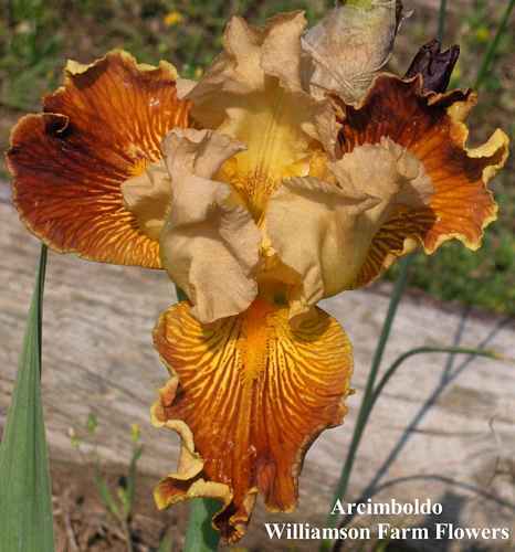 Photo of Tall Bearded Iris (Iris 'Arcimboldo') uploaded by Calif_Sue