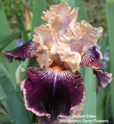 Photo of Tall Bearded Iris (Iris 'Amethyst Dancer') uploaded by Calif_Sue