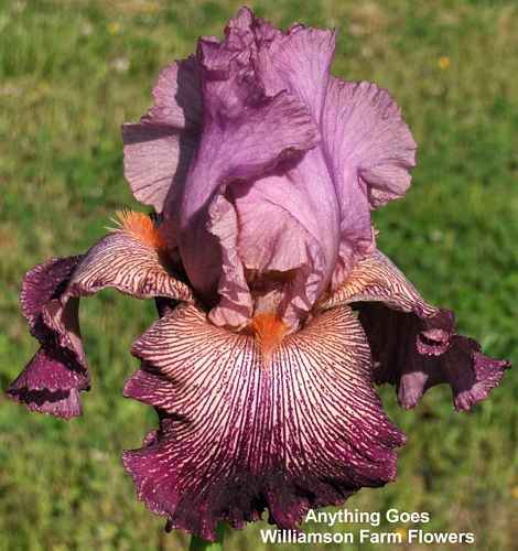 Photo of Tall Bearded Iris (Iris 'Anything Goes') uploaded by Calif_Sue