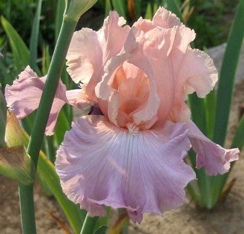 Photo of Tall Bearded Iris (Iris 'Amiable') uploaded by Calif_Sue