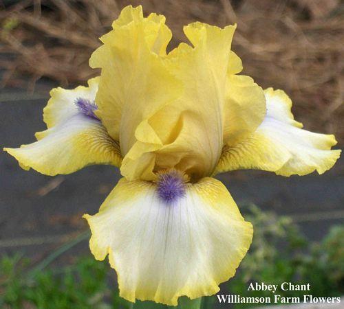 Photo of Intermediate Bearded Iris (Iris 'Abbey Chant') uploaded by Calif_Sue