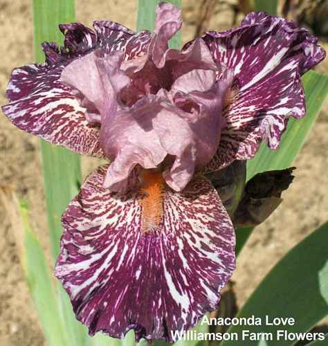 Photo of Border Bearded Iris (Iris 'Anaconda Love') uploaded by Calif_Sue