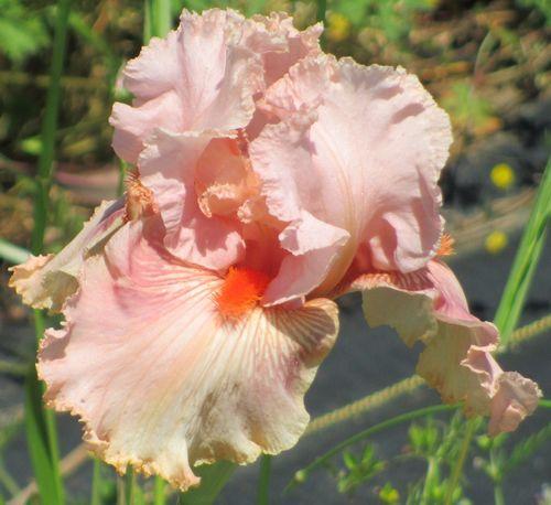 Photo of Tall Bearded Iris (Iris 'Augustine') uploaded by Calif_Sue