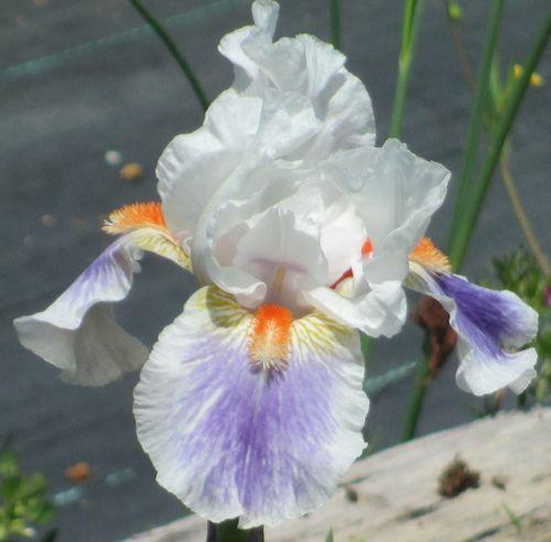 Photo of Intermediate Bearded Iris (Iris 'American Patriot') uploaded by Calif_Sue