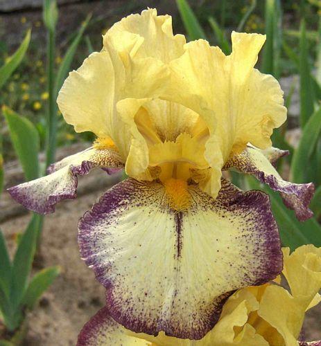 Photo of Tall Bearded Iris (Iris 'Aggressively Forward') uploaded by Calif_Sue