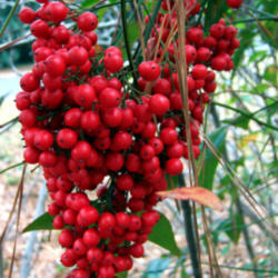 Location: Durham, NC
Date: December
I use these berries in outdoor Christmas decorations.  They last 