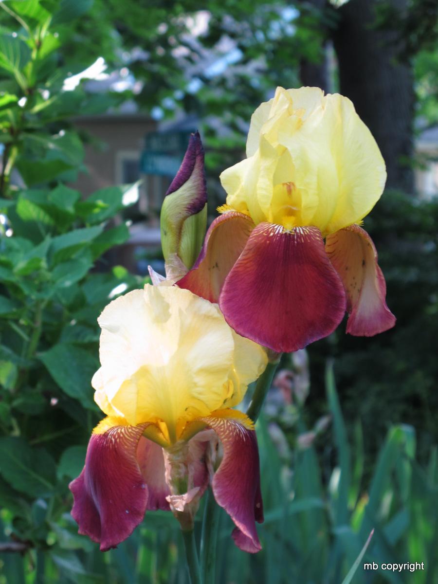 Photo of Tall Bearded Iris (Iris 'Accent') uploaded by MargieNY