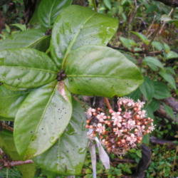 Location: Wao Kele 'O Puna, Puna Forest Reserve.
Date: 4000-02-15
Leaves & flowers.