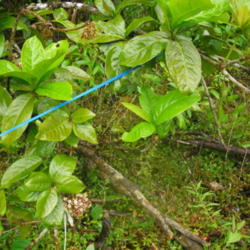 Location: Wao Kele 'O Puna, Puna Forest Reserve.
Date: 4000-02-15
Wild Plant!