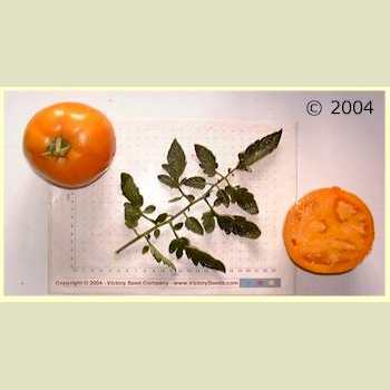 Photo of Tomato (Solanum lycopersicum 'Jubilee') uploaded by MikeD